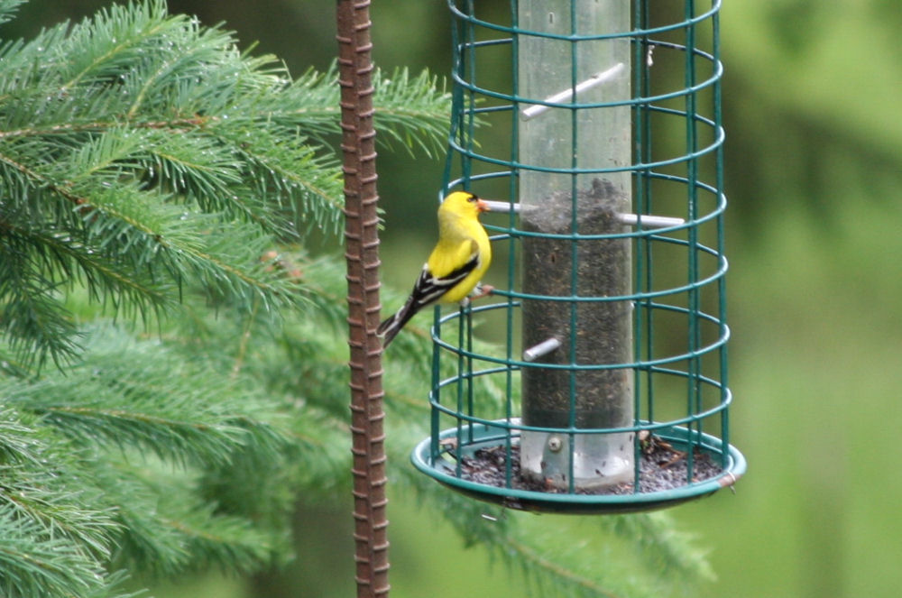 American Goldfinch