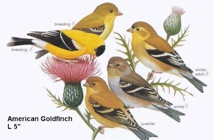 The American Goldfinch