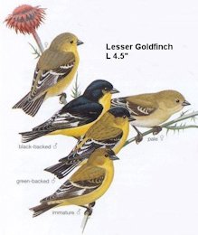 Lesser Goldfinch