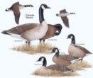 Canada Goose