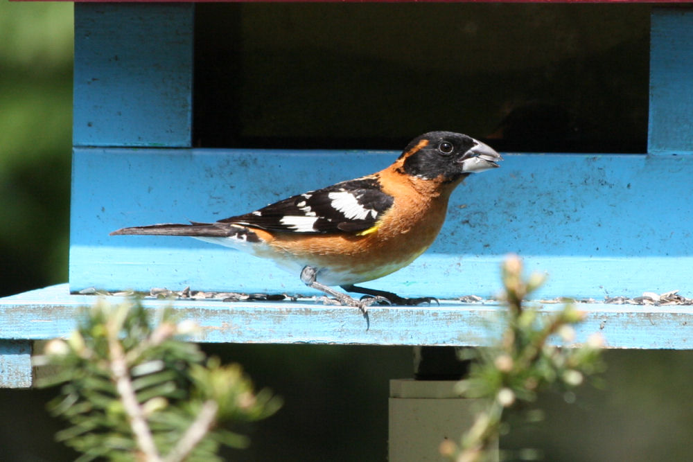 Black-headed Grosbeak