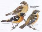 Black-Headed Grosbeak