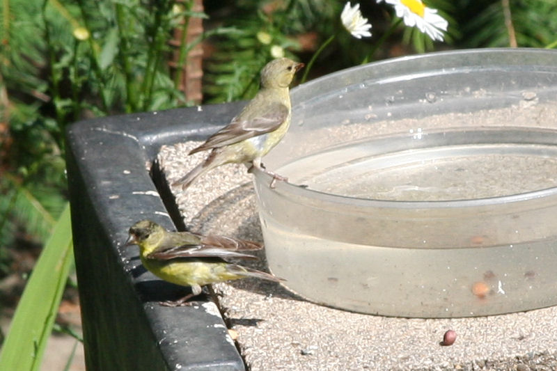 Oregon Birds -- Evening Grosbeak
