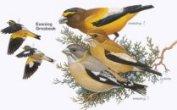 Evening Grosbeak