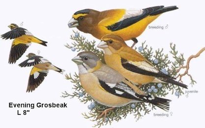 Evening Grosbeak