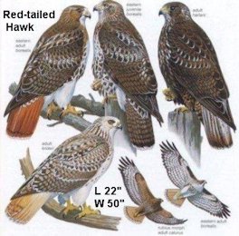 and ages of red tail hawks