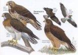 Swainson's Hawk