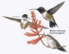 Black-chinned Hummingbird