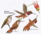 Rufous Hummingbird