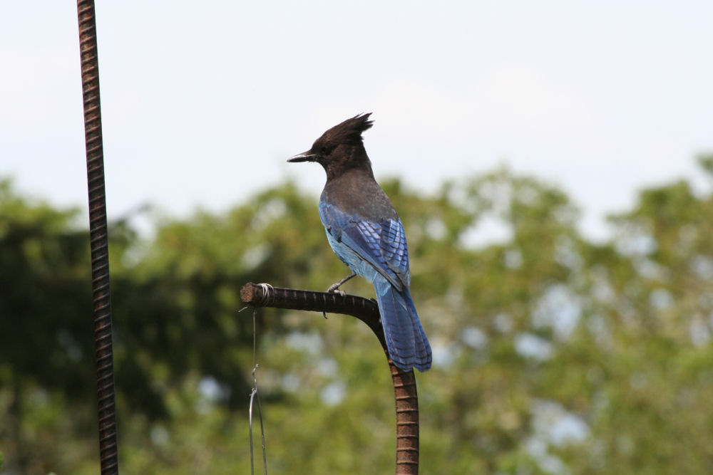 Oregon Birds -- Steller's Jay