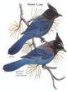 Steller's Jay