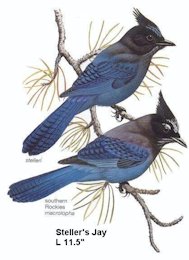 Steller's Jay