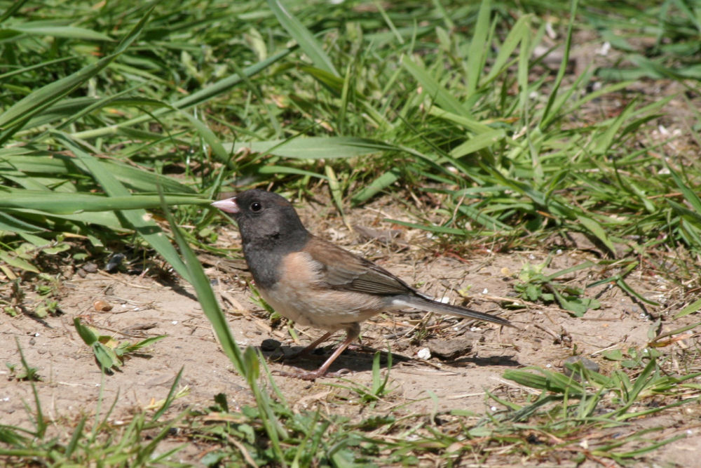 Oregon Junco