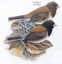 Oregon Junco