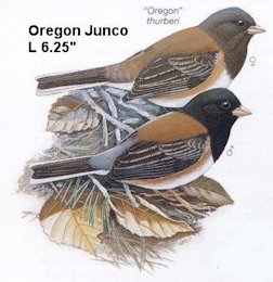 Oregon Junco