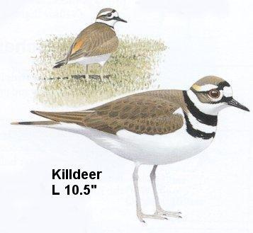 Killdeer