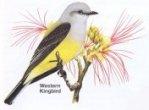 Western Kingbird