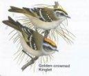 Golden-crowned Kinglet