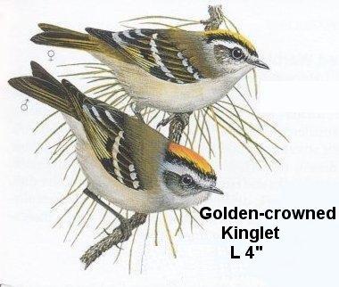 Golden-crowned Kinglet