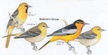 Bullock's Oriole