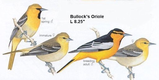 Bullock's Oriole