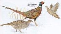 Ring-necked Pheasants