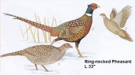 Ring-necked Pheasant