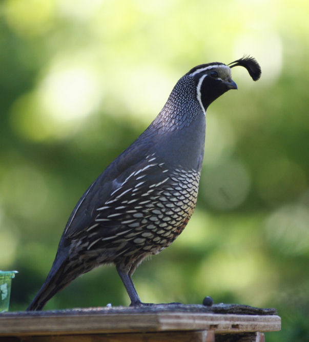 Male California Quail