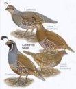 California Quail