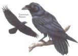 Common Raven