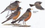 American Robin