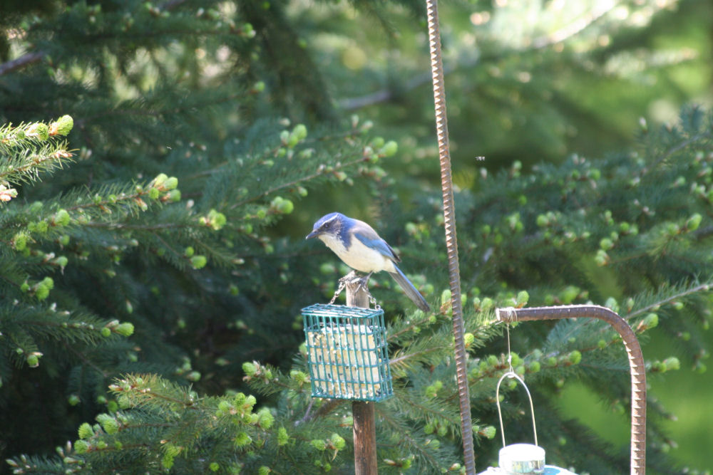 Western Scrub-Jay