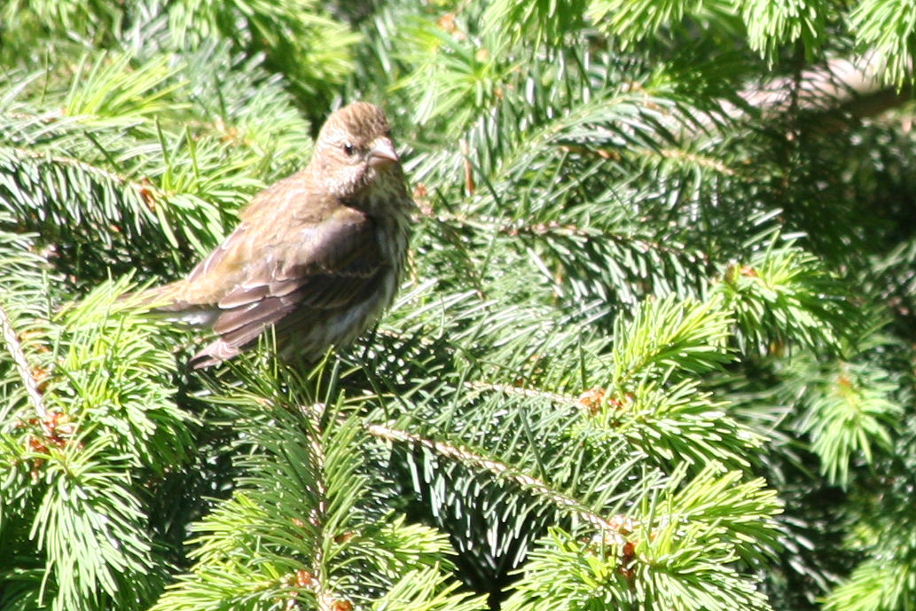 Chipping Sparrow