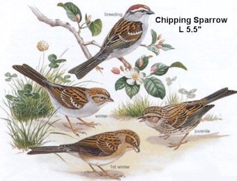 Migration Of Sparrows [1980]
