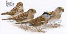 Golden-crowned Sparrow