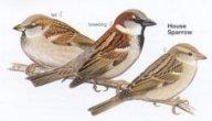 House Sparrow