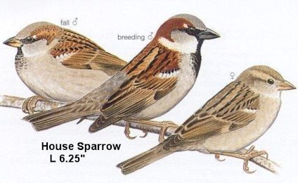 House Sparrow