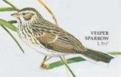 Vesper Sparrow