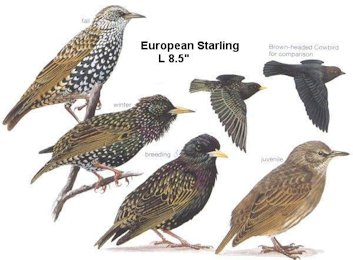 European Starling