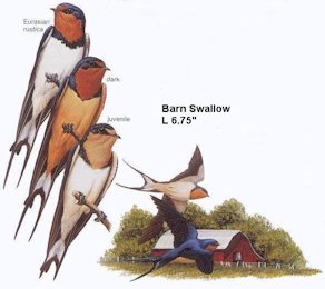 Barn Swallow