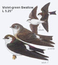 Violet-green Swallow