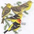 Western Tanager