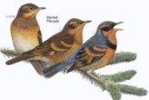 Varied Thrush