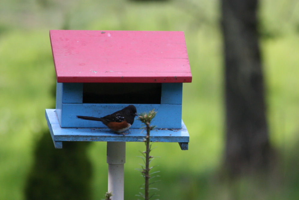 Spotted Towhee