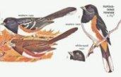 Spotted Towhee