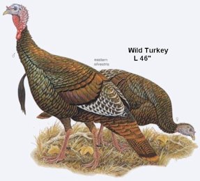Wild Turkey