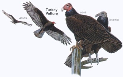 Turkey Vulture