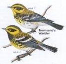 Townsend's Warbler