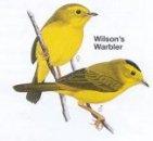 Wilson's Warbler
