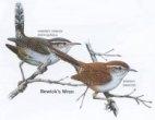 Bewick's Wren